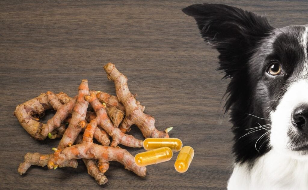 Dog with turmeric.