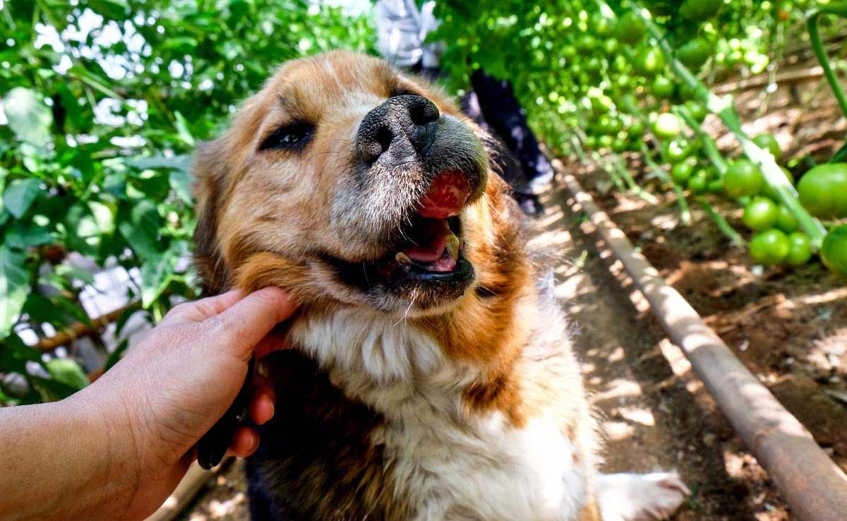 Tumor in the mouth of a dog outside