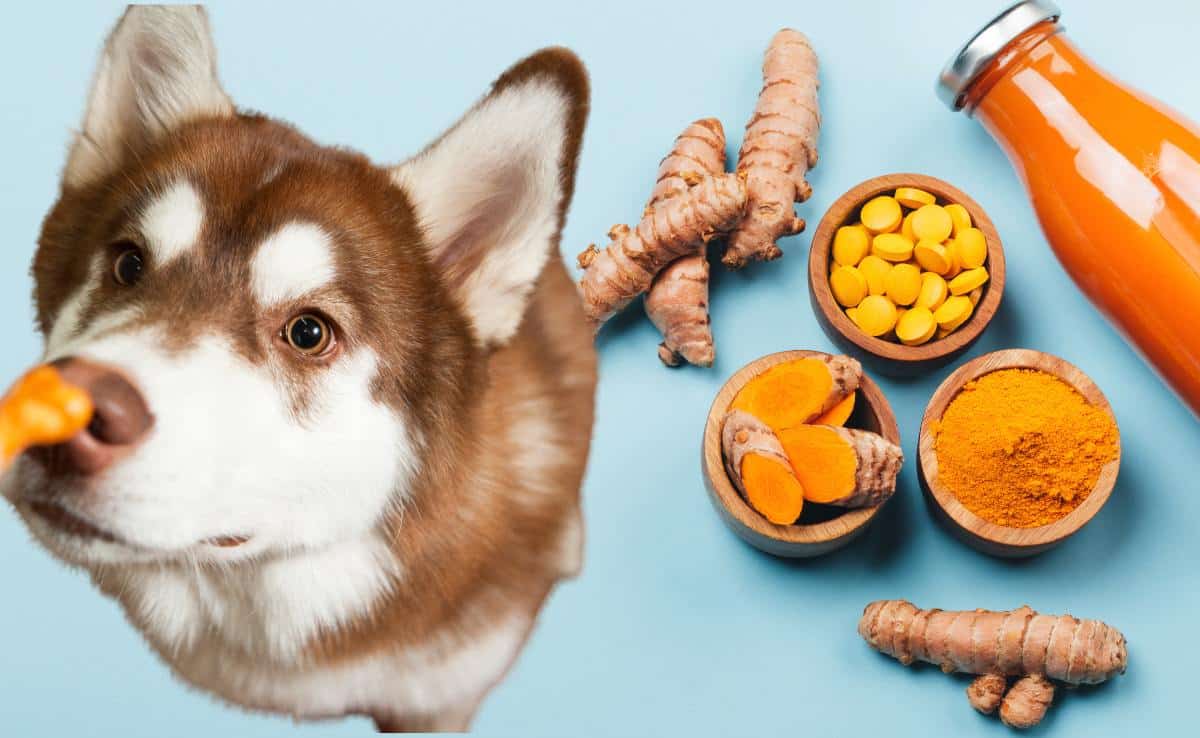 Dog with Turmeric powder juice and root