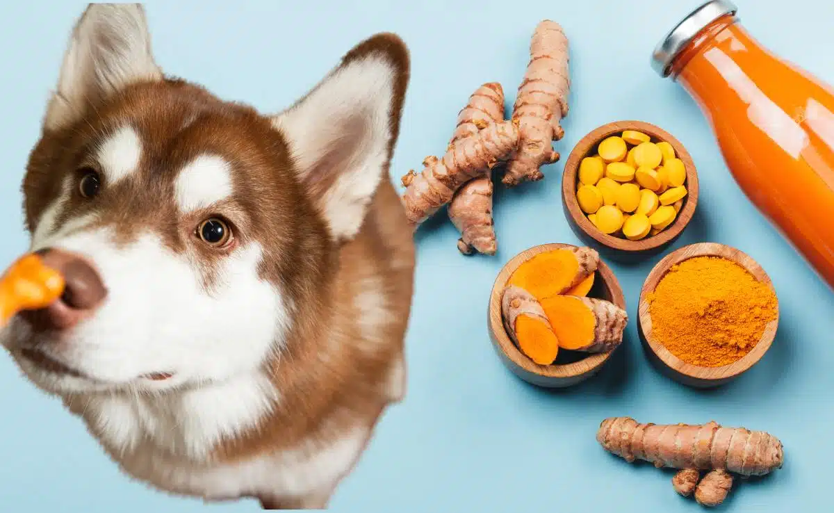 are turmeric capsules safe for dogs