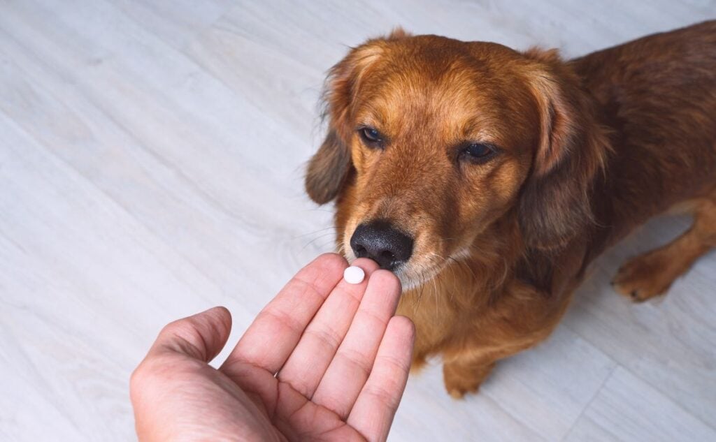 Dog with vitamin in human hand in front of snout.