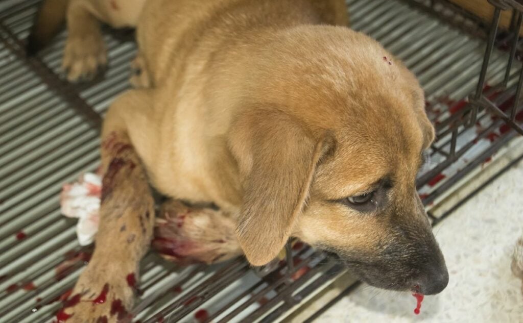 Dog with Von Willebrand's Disease.