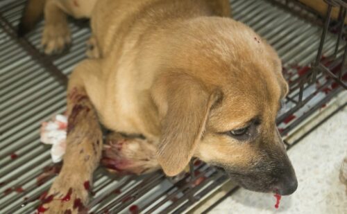 Image showcasing Von Willebrand's Disease In Dogs: At-Risk Breeds, Testing, Symptoms & More