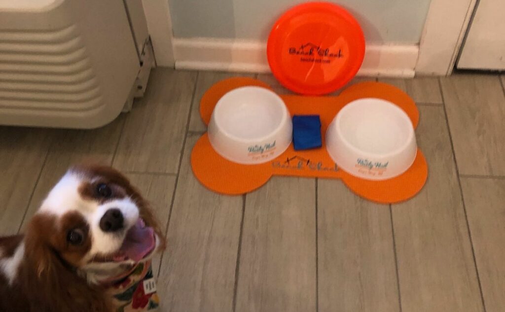 Dog with water and food bowls at a hotel.