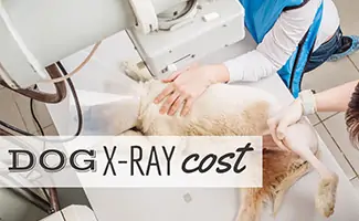 how much does dog xrays cost