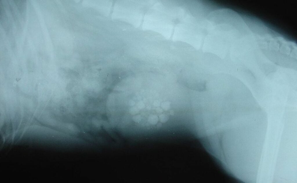 Dog xray with bladder stones.