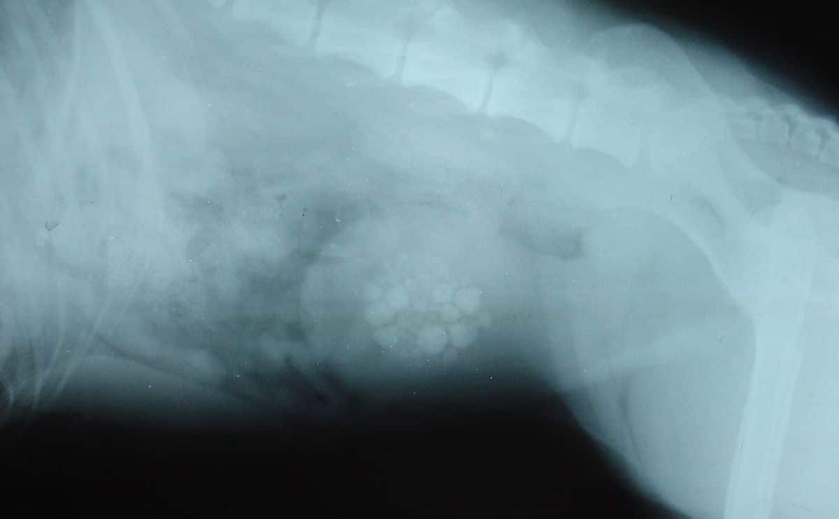 Dog xray with bladder stones.