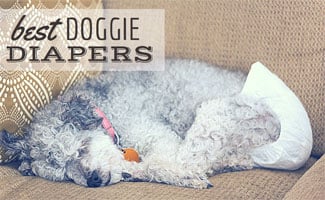 Dog sleeping with diaper on sofa (caption: Best Doggie Diapers)