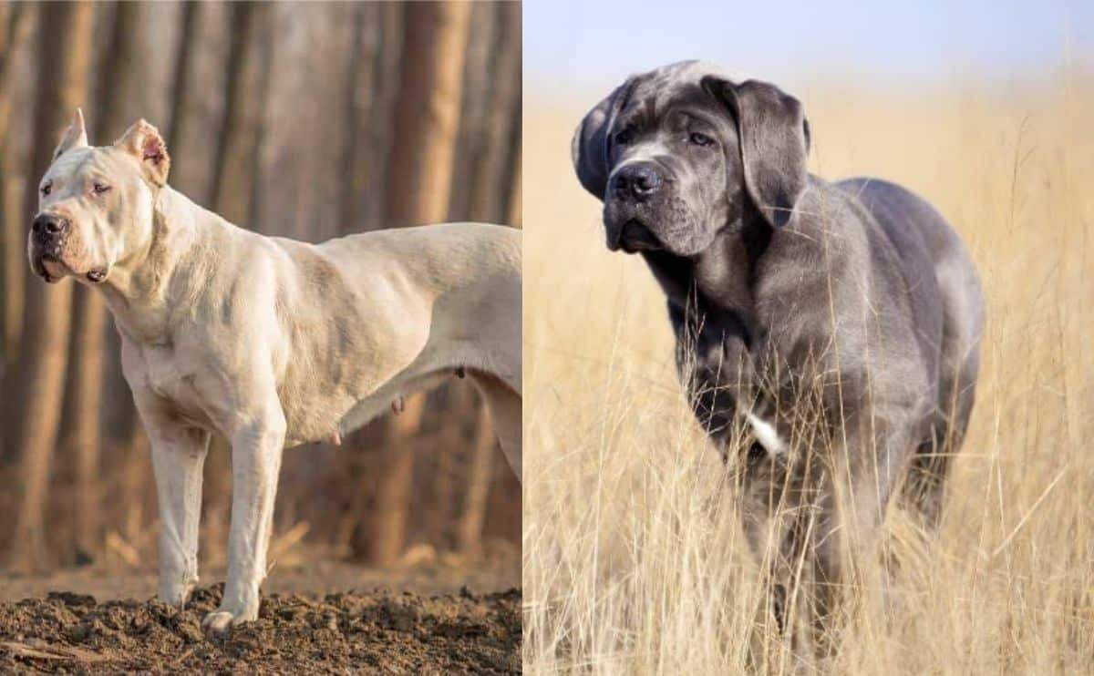 Dogo Argentino and Cane Corso side by side.