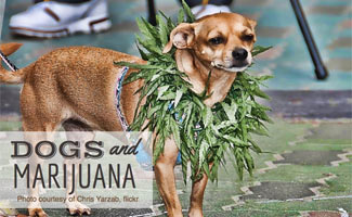 Dogs with Marijuana around neck (Caption: Dogs and Marijuana)