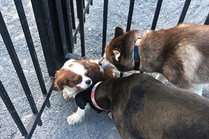 Dog being sniffed at dog park