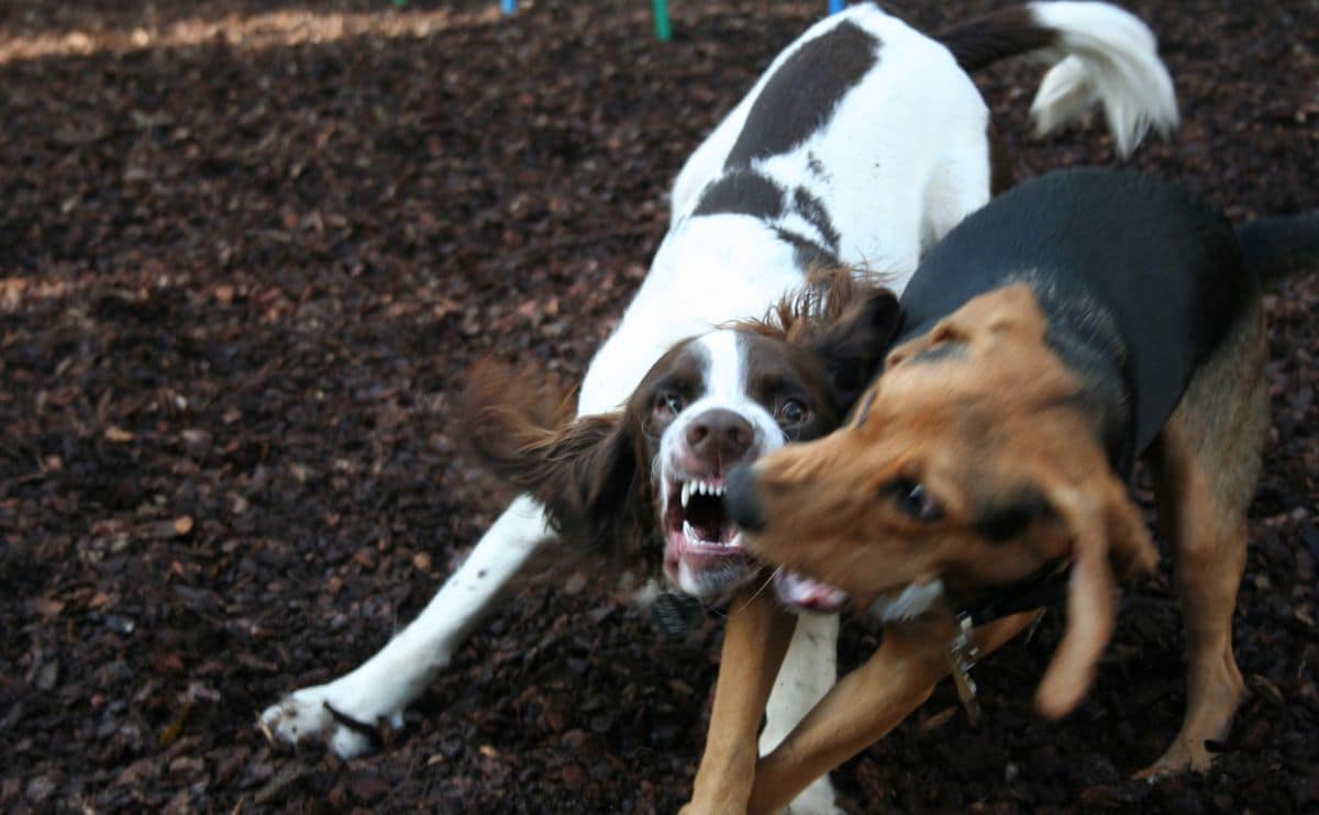 Two dogs growling and playing together.