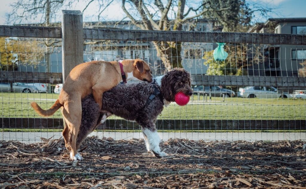 Dogs humping at a dog park.