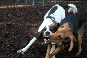 dog snarls at other dogs