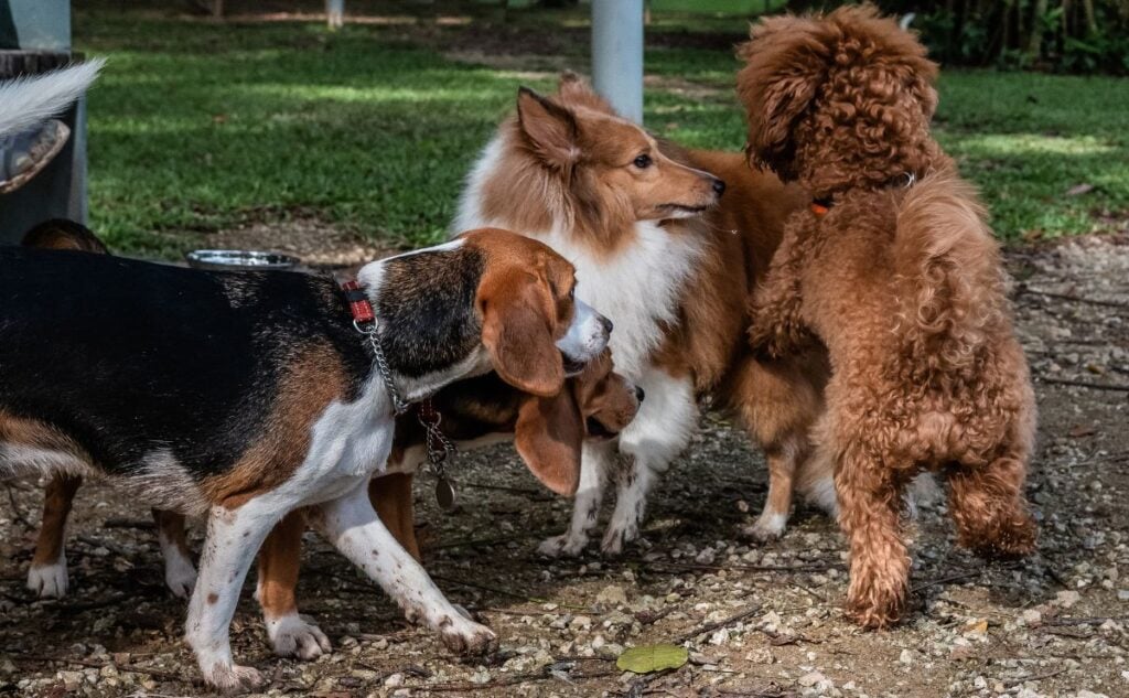 Dogs playing and humping in a dog park.