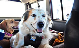 Dogs riding in car