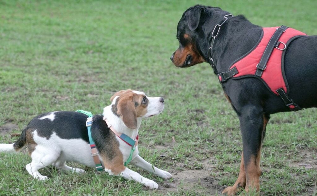 Dogs smelling each other with fear on leashes.