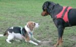 Dogs smelling each other with fear on leashes.