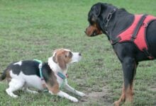 Dogs smelling each other with fear on leashes.