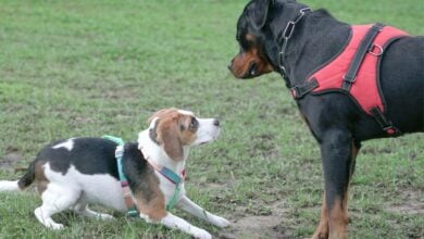 Dogs smelling each other with fear on leashes.