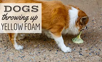 Dog throwing up yellow foam (Caption: Dogs Throwing Up Yellow Foam)