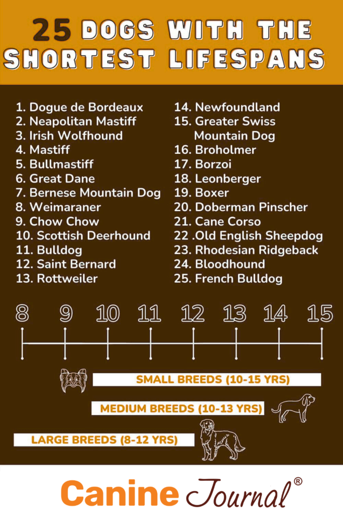 Dogs with shortest lifespan graphic.