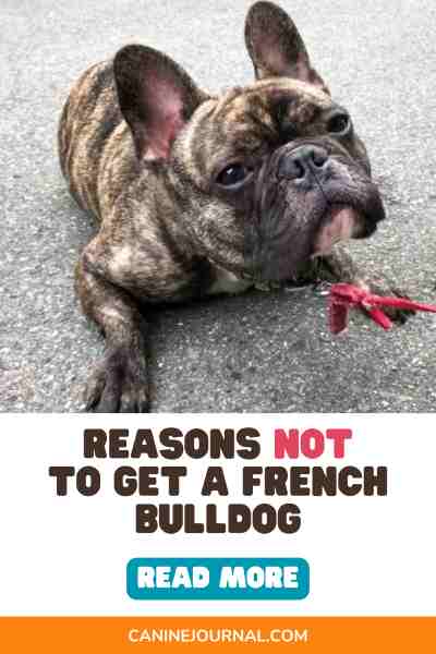 Reasons Not To Get A French Bulldog