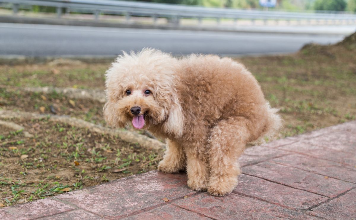 Doodle dog about to poop on sidewalk looking at the camera.