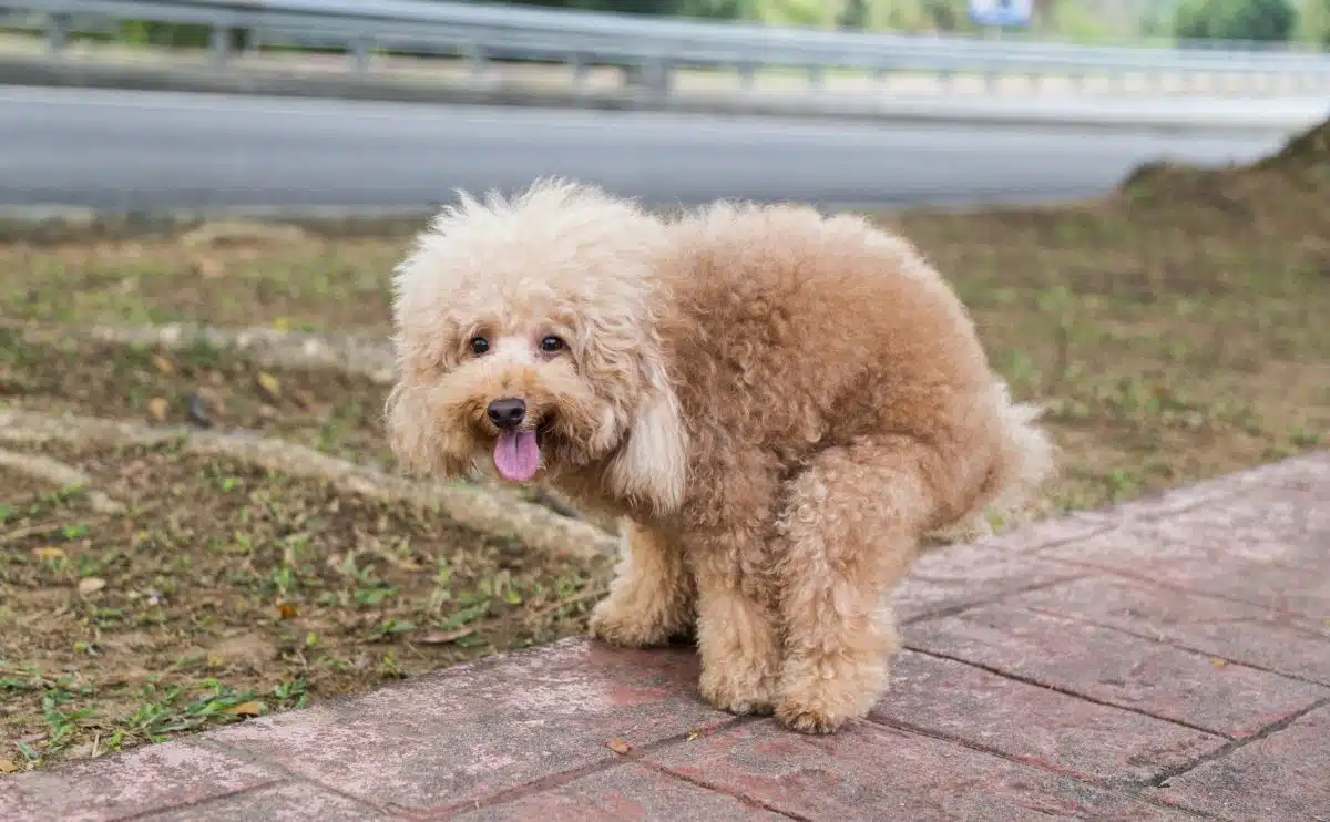 doodle dog about to poop on sidewalk looking at the camera