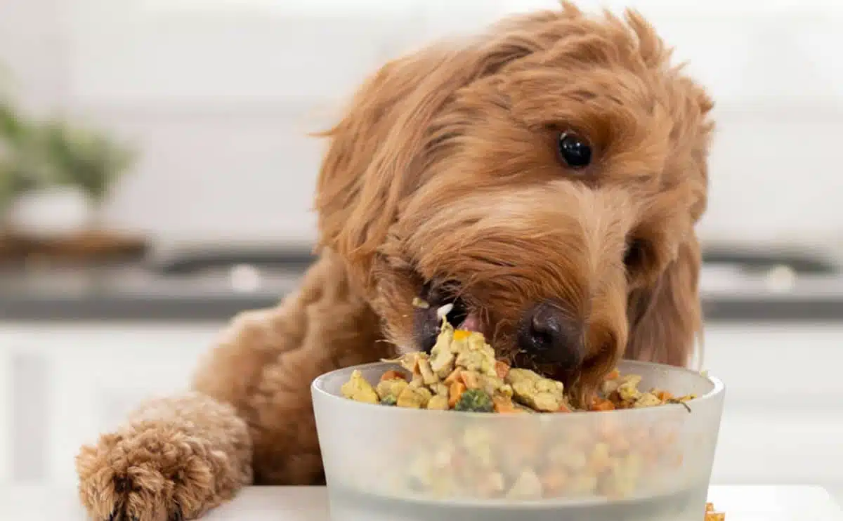 doodle eating nom nom dog food off counter