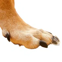Dr Mchenrys toenail grips