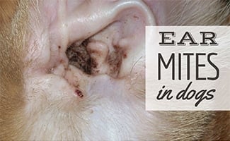 Ear Mites In Dogs: Symptoms, Treatment 