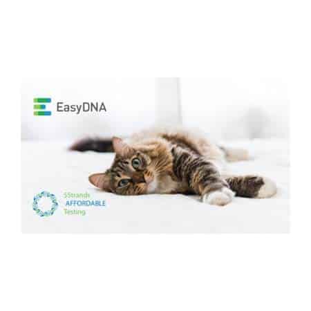 Best Cat DNA Test For Health, Ancestry, Breeders & More