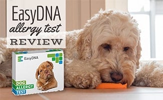 Dog on floor eating carrot next to EasyDNA test kit (caption: EasyDNA Dog Allergy Test Review)