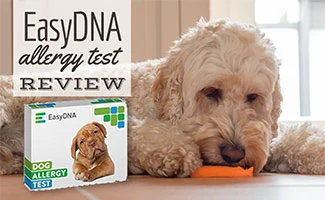 Dog on floor eating carrot next to EasyDNA test kit (Caption: EasyDNA Dog Allergy Test Review)