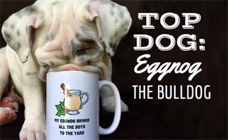 Eggnog the bulldog drinking from a mug