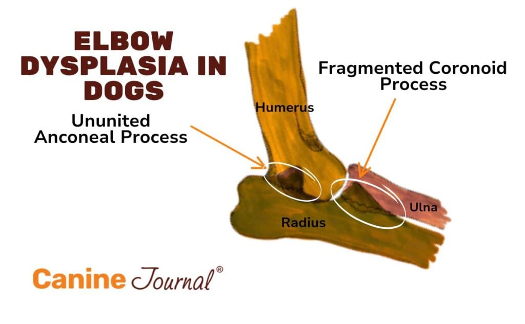 Elbow dyspepsia in dogs graphic.