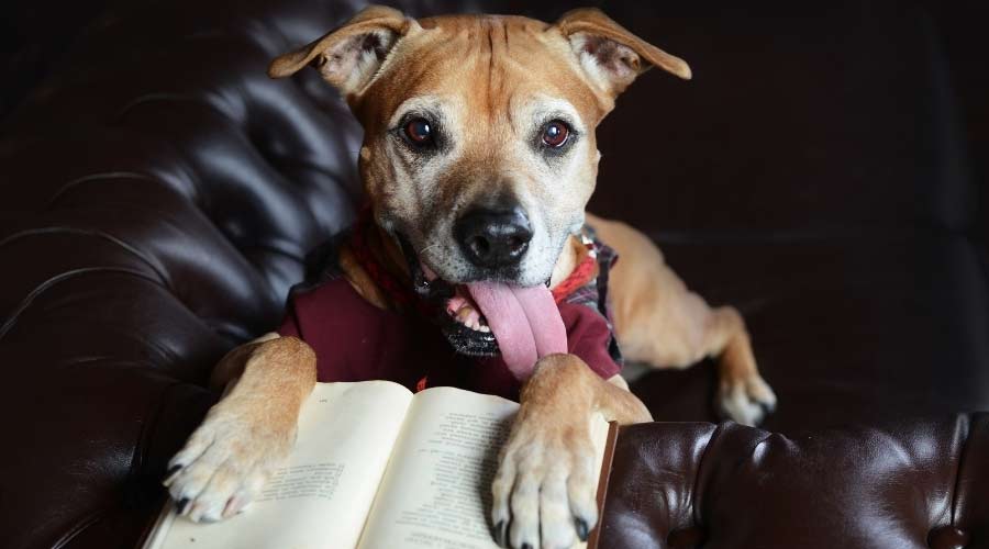 Elderly Goldenbull reading a book with tongue out