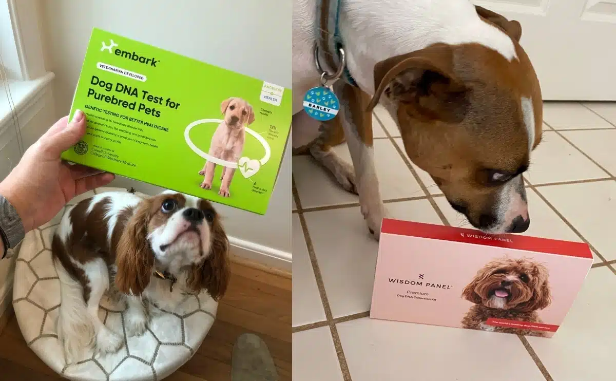 Embark Dog DNA Test: Their best life starts with Embark.