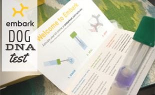 Embark DNA Test tube: Embark DNA Test Reviews
