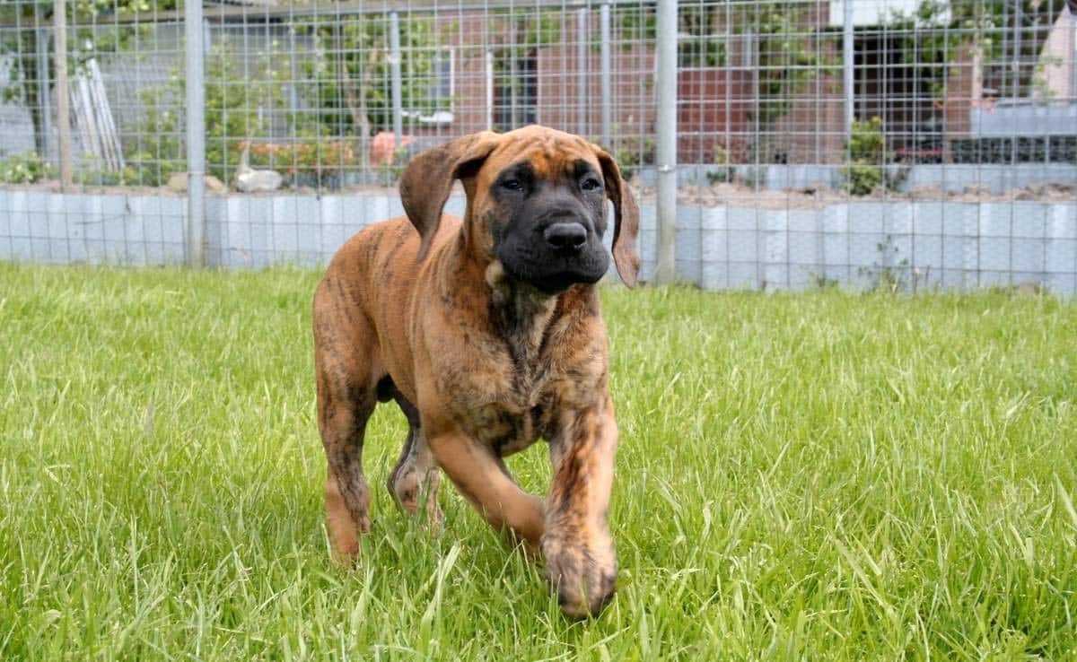 Dog running in grass