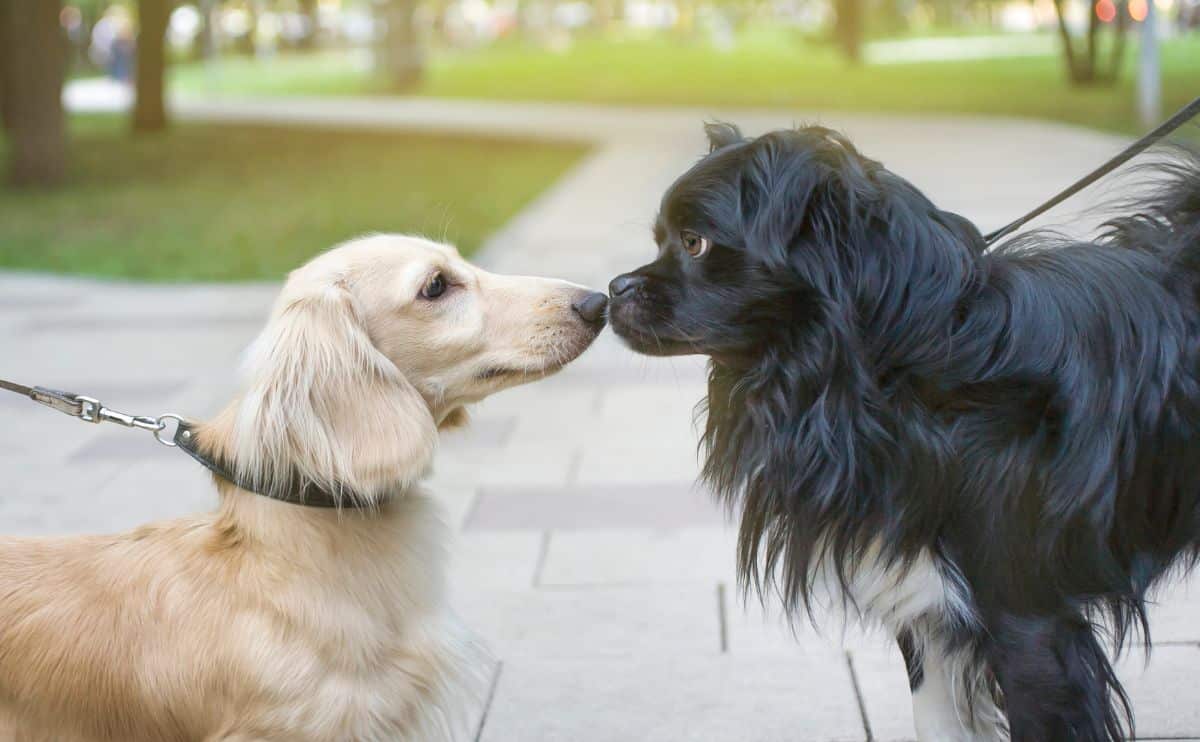 White Weiner dog dog and black Pom mix looking at each other touching noses while walking on leash outside on the sidewalk on a sunny day