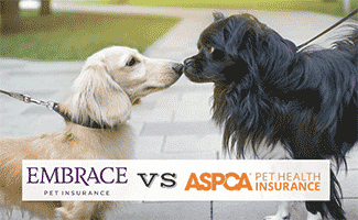 Two dogs on a walk get to know each other touching noses (Caption: Embrace vs ASPCA Pet Insurance)