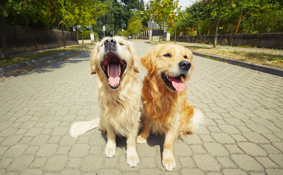 Two Golden Retriever dogs sitting on sidewalk smiling with tongues out off leash