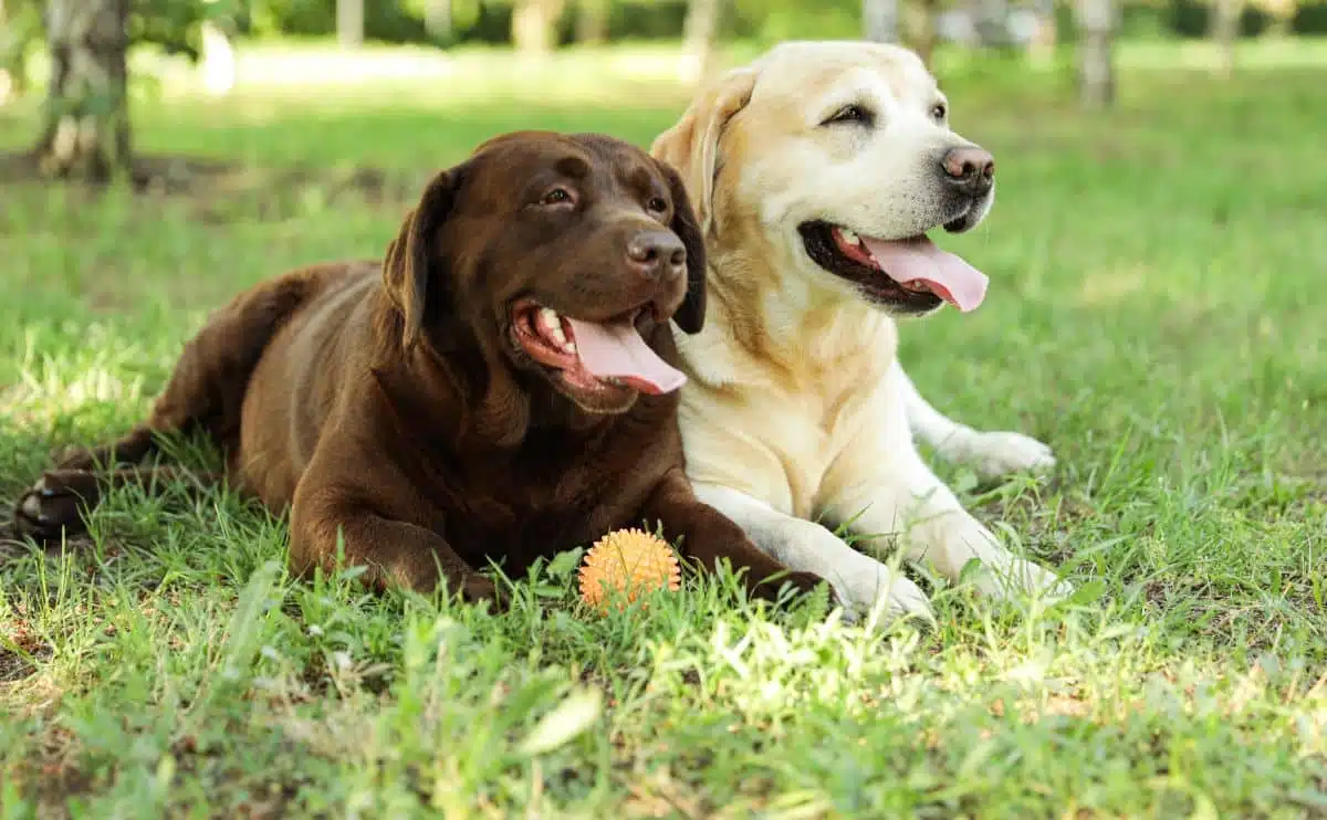 2 labs (one chocolate one yellow) laying in the grass with tongues out smiling off leash and orange ball near them