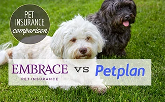 Two small dogs sitting together on grass (Caption: Pet Insurance Comparison Embrace vs Petplan)