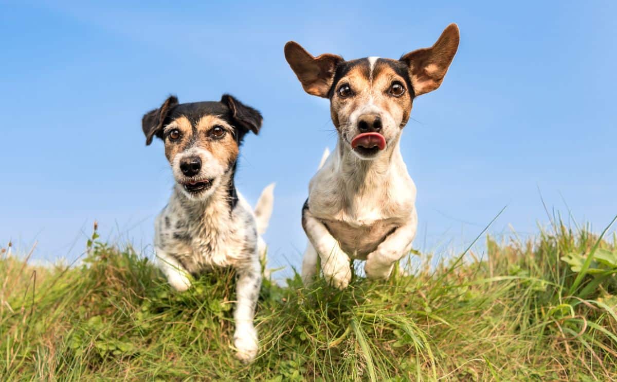 Two small Terrier mixes with spots running through grass with blue skies off leash one has tongue out both looking happy