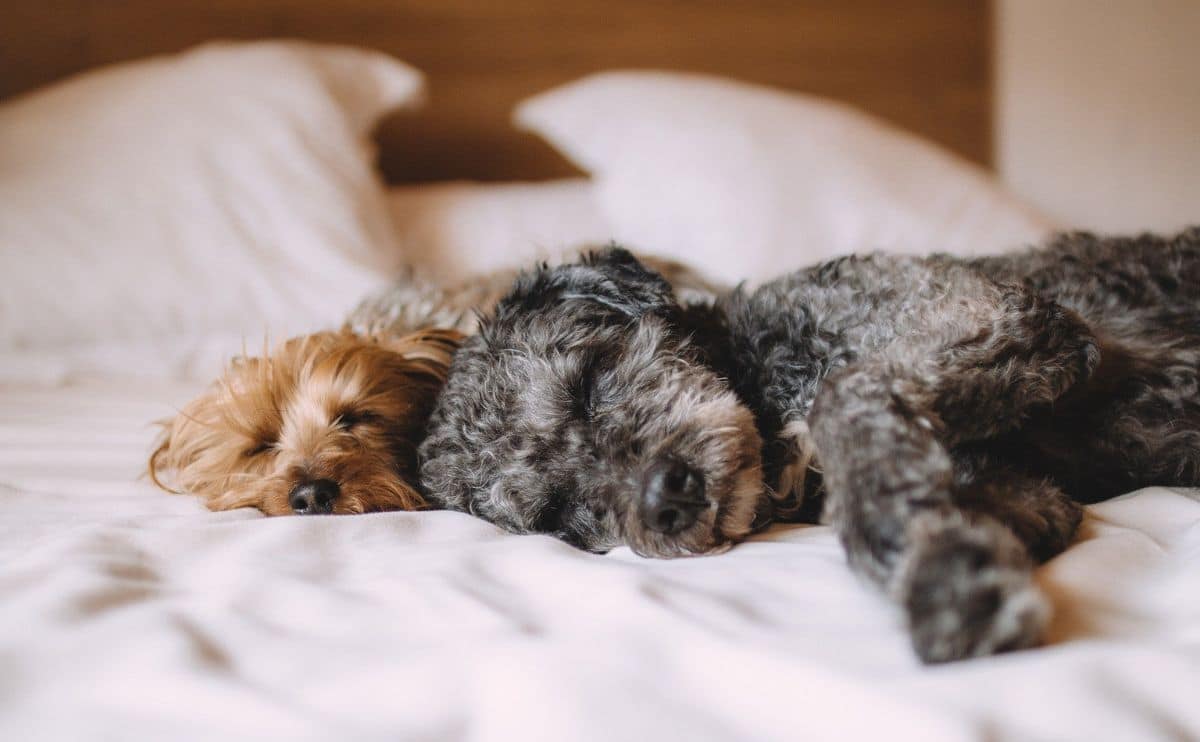 Two small dogs laying in bed spooning and sleeping