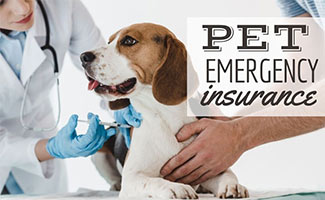 Emergency Pet Insurance: Best Options To Cover Visits, Procedures, And More