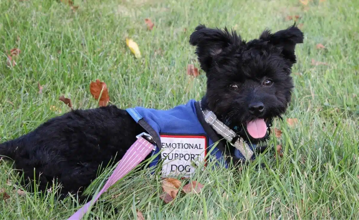 Best ESA Certification: Legitimate Emotional Support Animal Registration Best ESA Certification: Legitimate Emotional Support Animal Registration